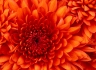 chrysanthemum